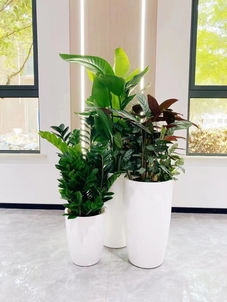 镇海盆景租摆，轻松营造诗意盎然的环境